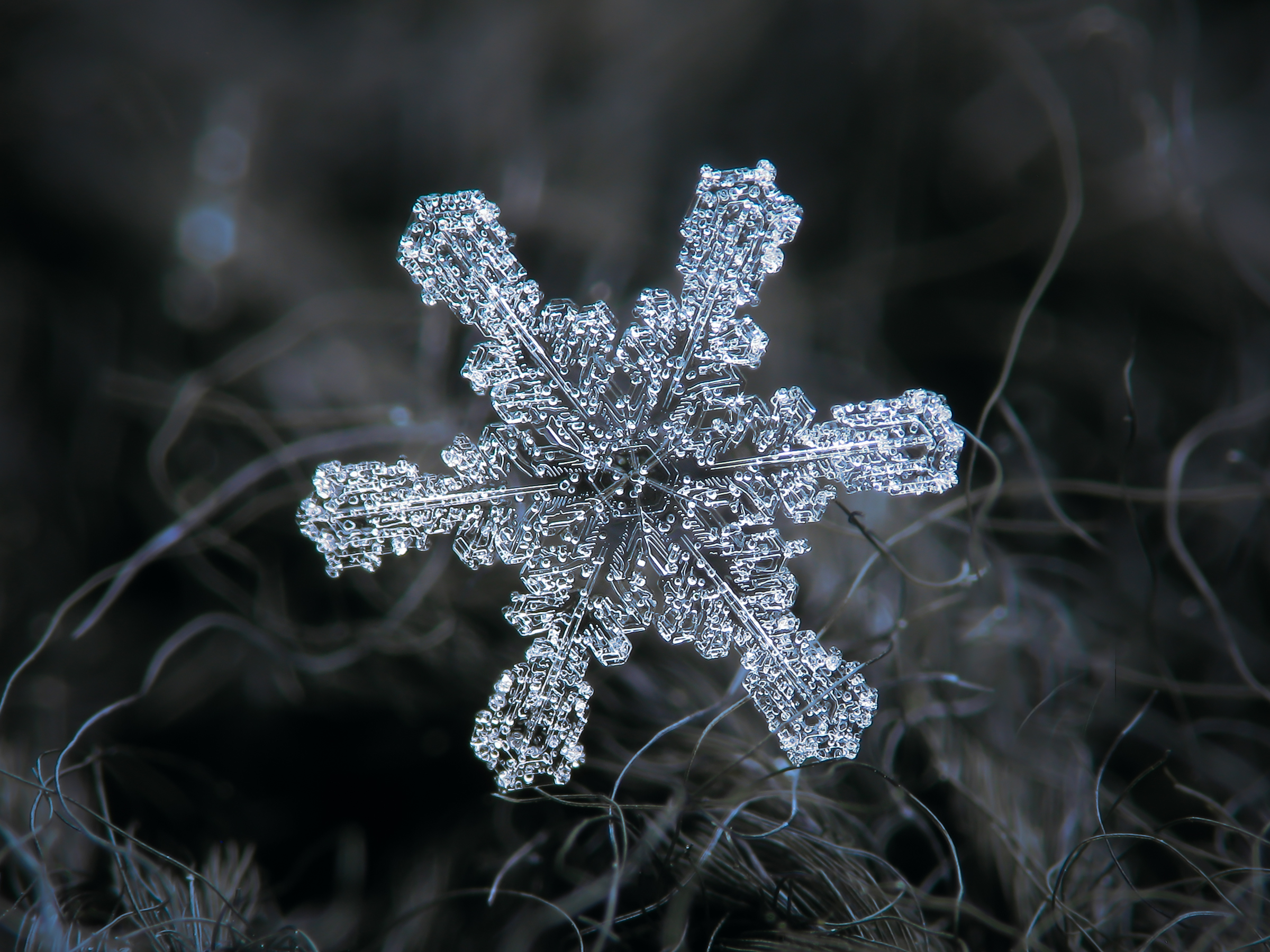 La neve e la geometria: guardiamo i fiocchi di neve al microscopio! 